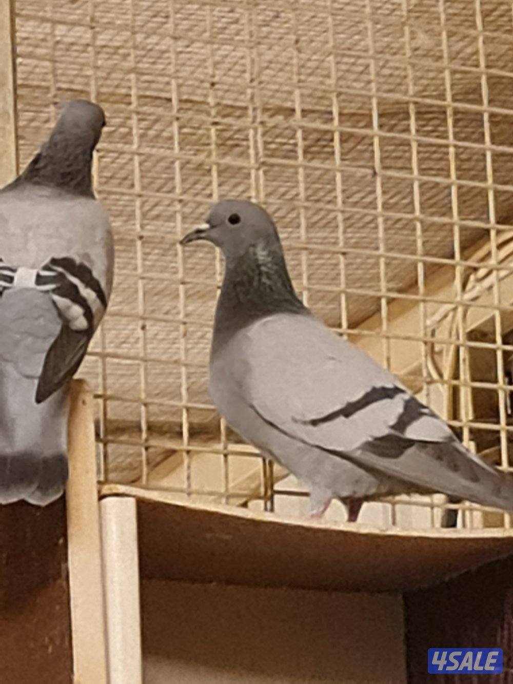 للبيع حمام دحل أصلي شقيفات حجم صغير1