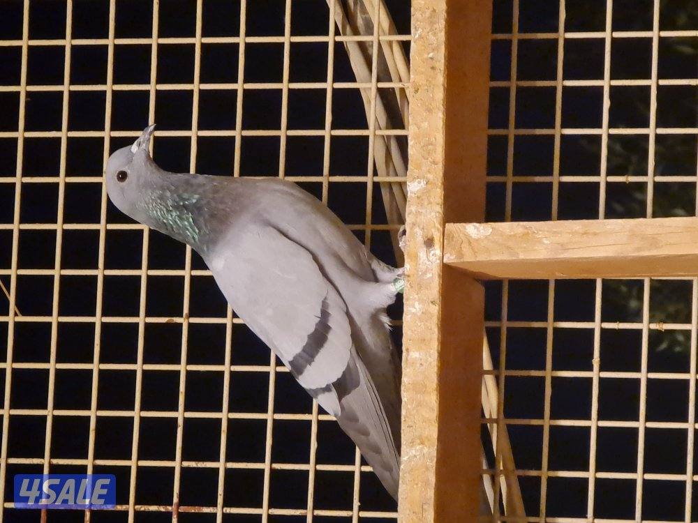 للبيع حمام دحل أصلي شقيفات حجم صغير2