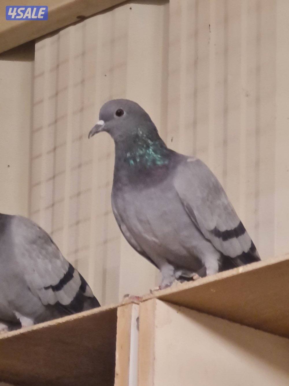 للبيع حمام دحل أصلي شقيفات حجم صغير3