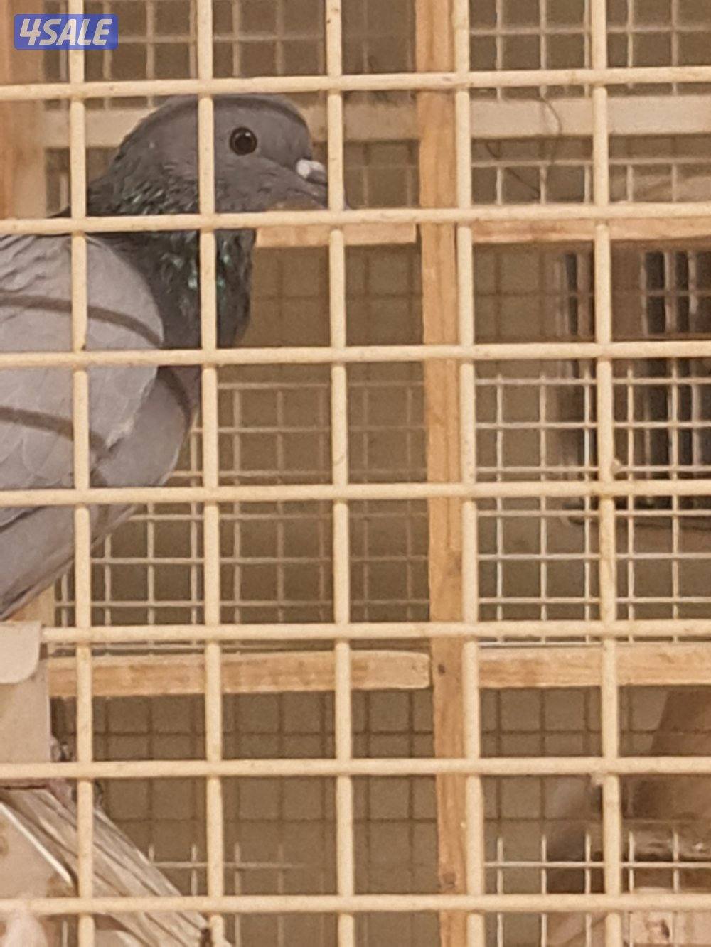 للبيع حمام دحل أصلي شقيفات حجم صغير4