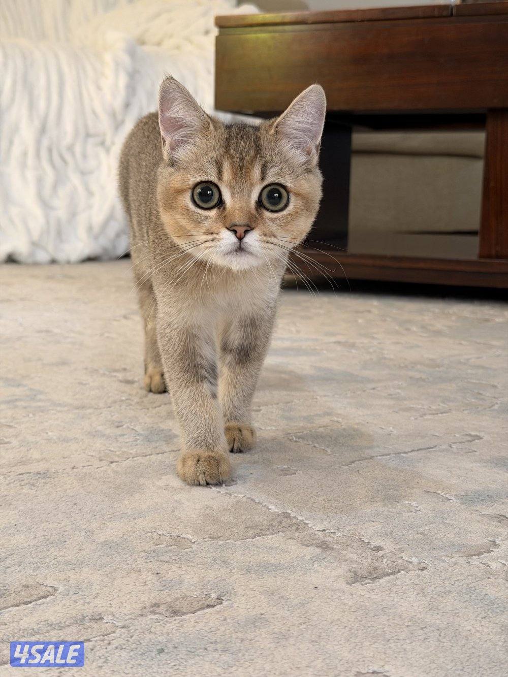 بريتيش شورت هير كيتنر قطط عمر ٣ شهور0