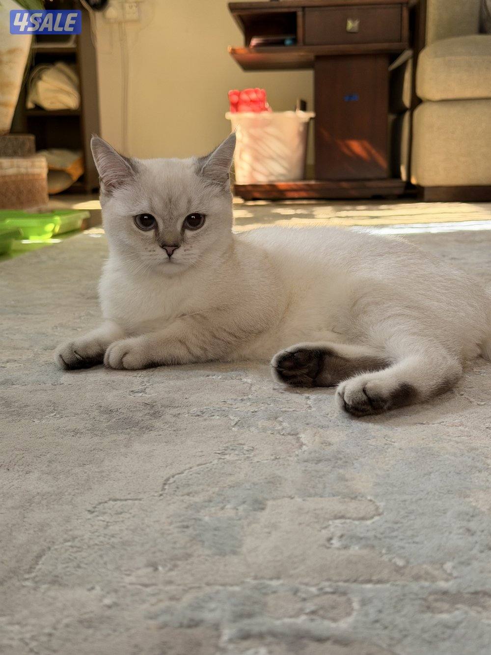 بريتيش شورت هير كيتنر قطط عمر ٣ شهور1