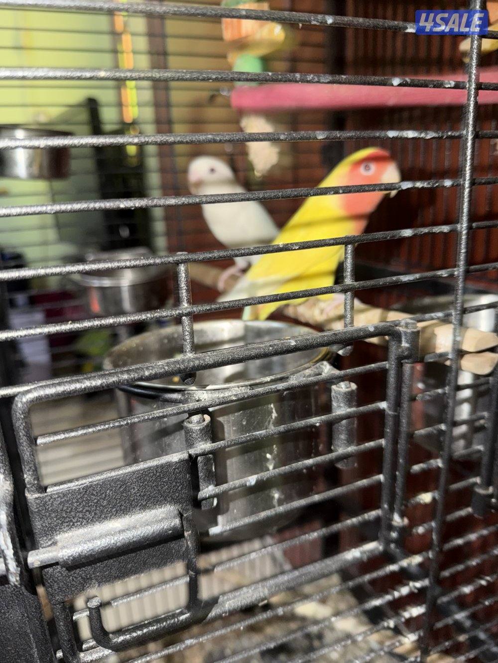 للبيع زوج لوف بيرد شرط منتج شرط زوج + للبيع قفص طيور + للبيع حوض سمج3