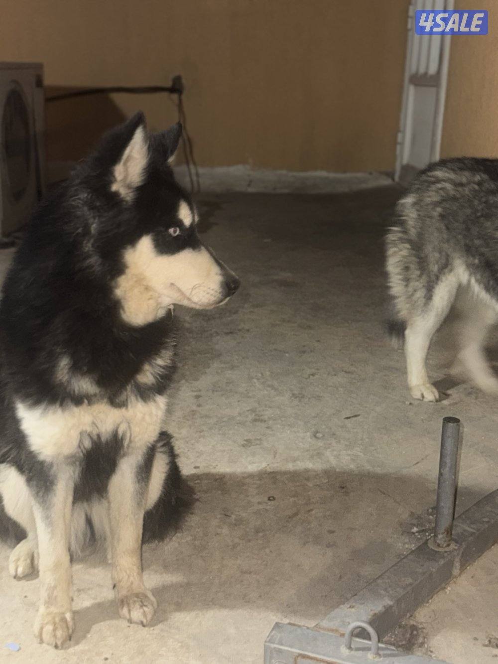 هاسكي  سيبيري😍0