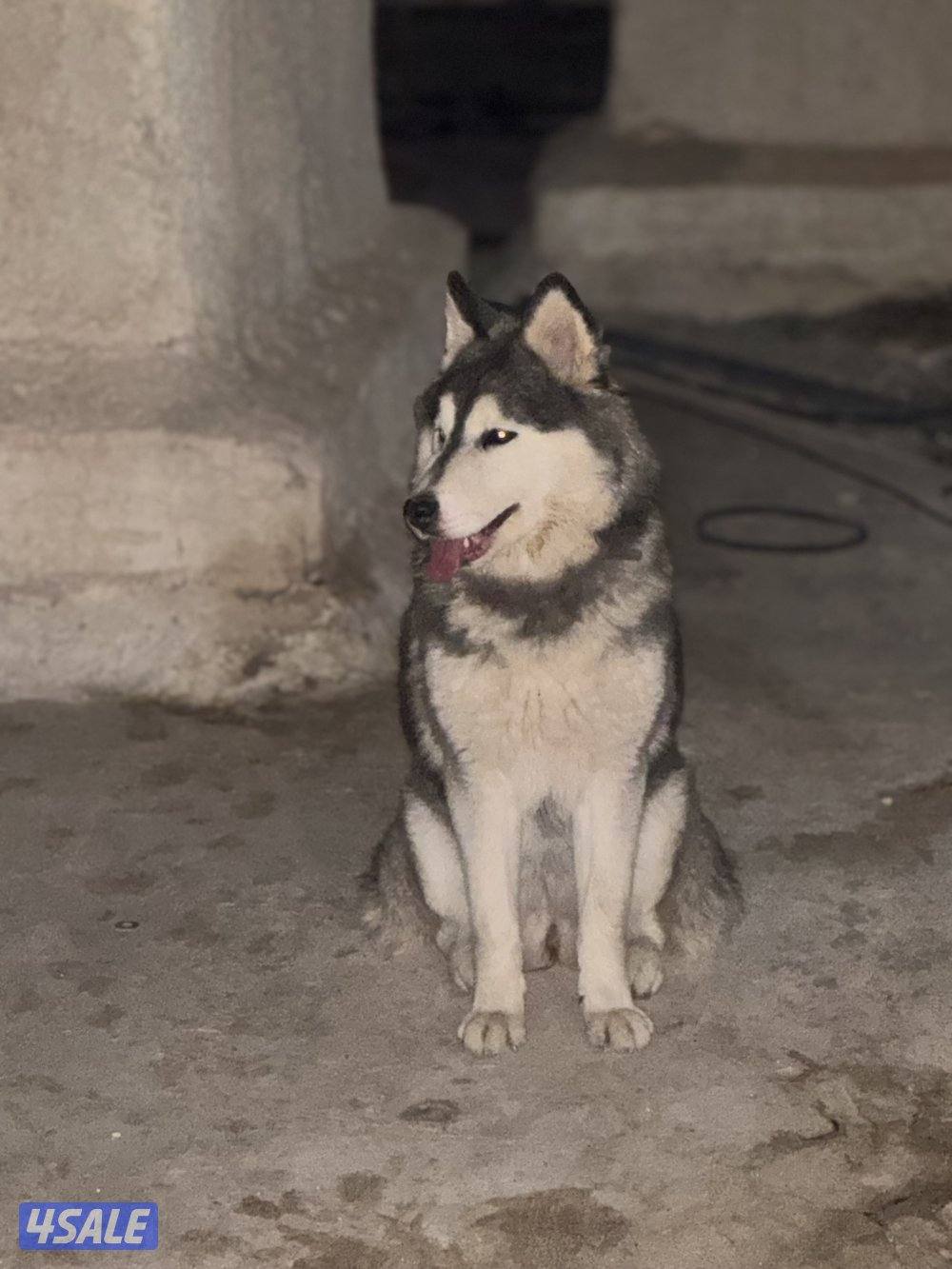 هاسكي  سيبيري😍1