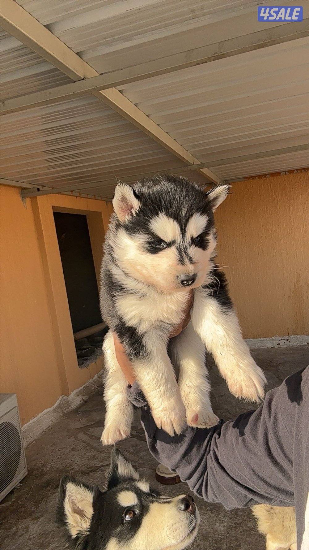 جراء هاسكي سيبيري0