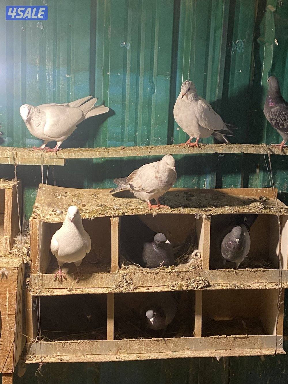 للبيع حمام ازواج مشكل مع فروخهم تقريبا 65 حمامه فيهم لوت وباكستاني1