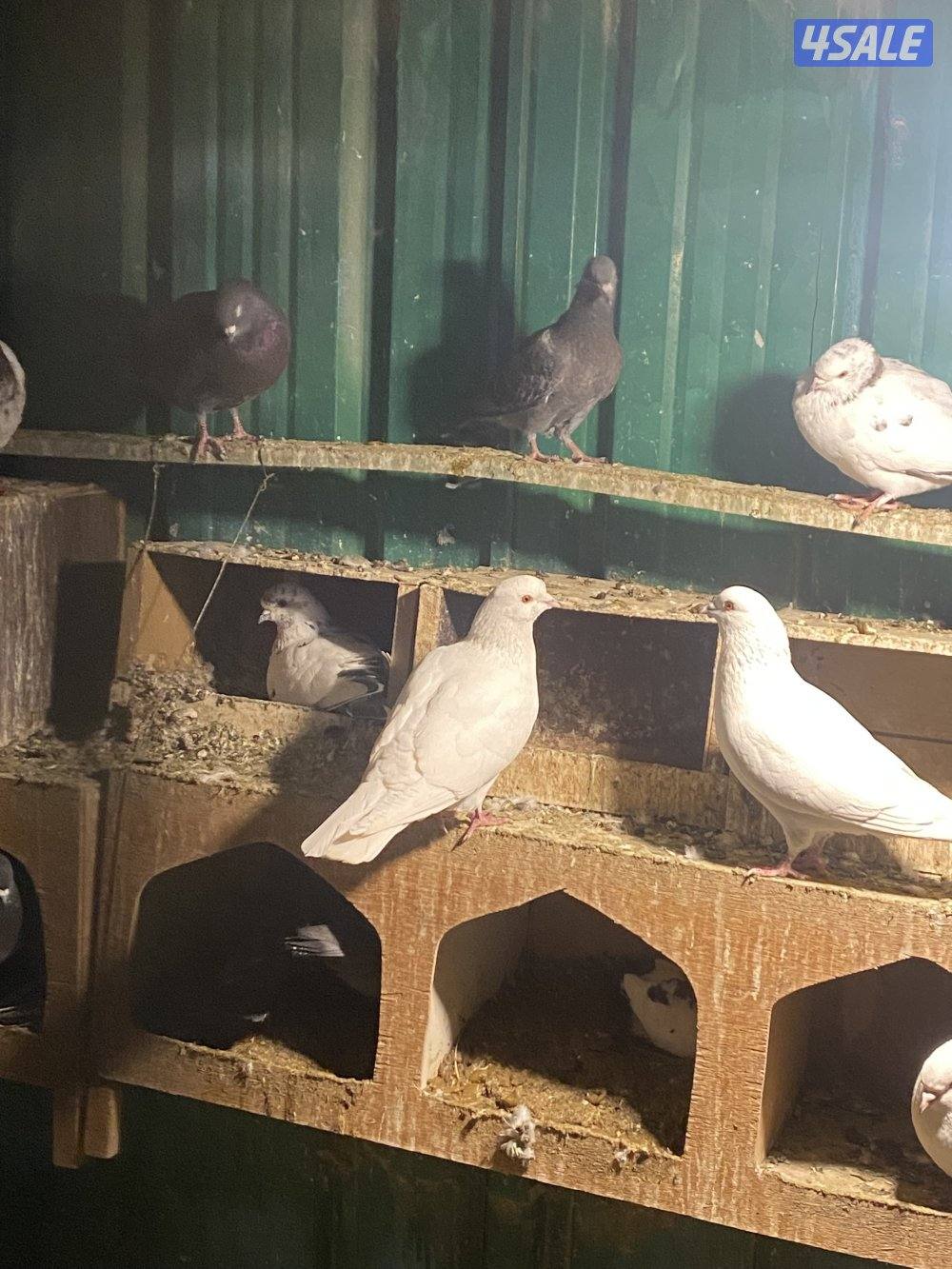 للبيع حمام ازواج مشكل مع فروخهم تقريبا 65 حمامه فيهم لوت وباكستاني2