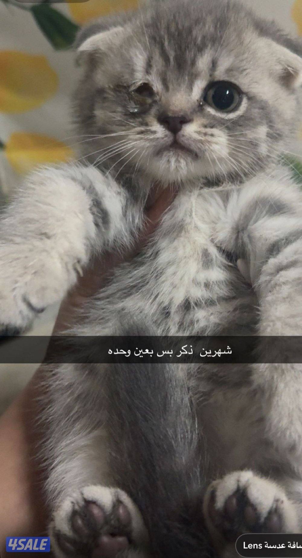 قطط سكوتش فولد للتبني7