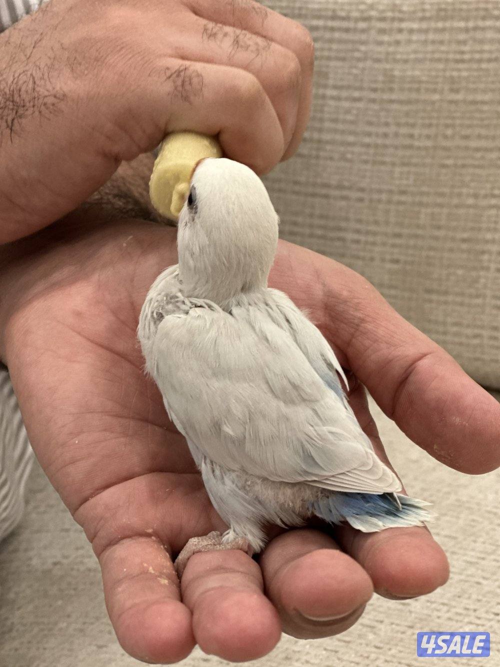 الشهداء الرئيسية0