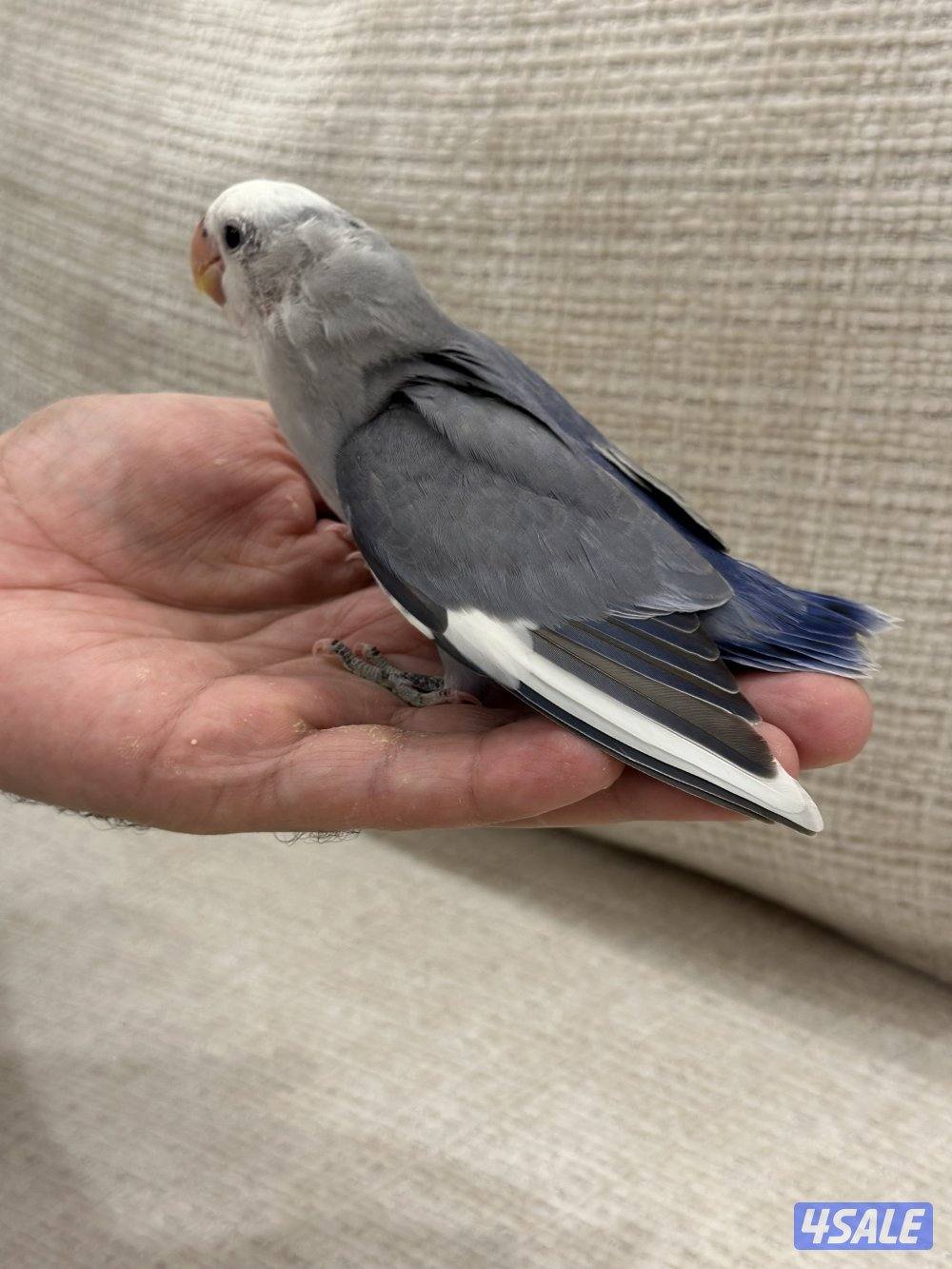 الشهداء الرئيسية1