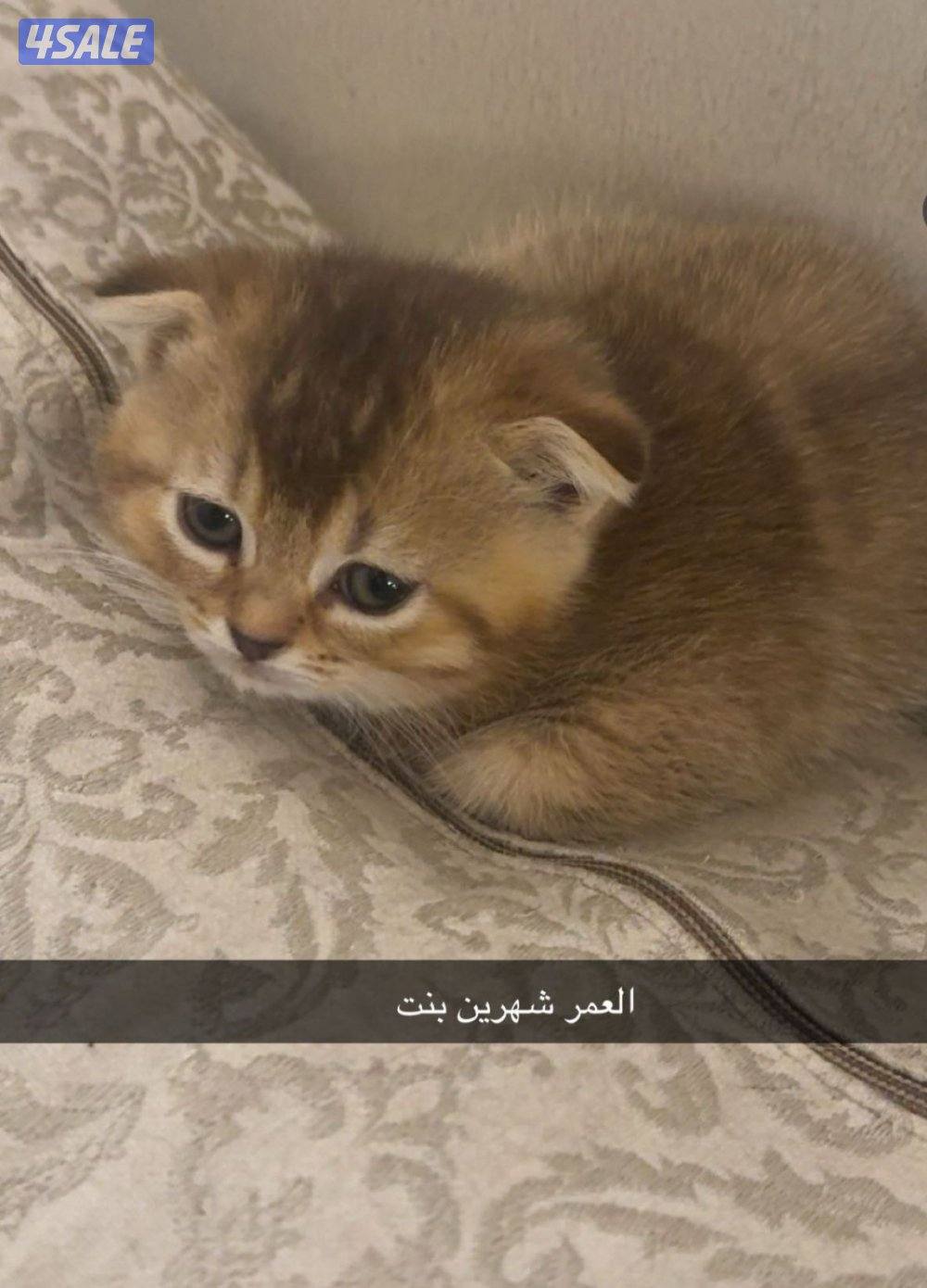 قطط سكوتش فولد للتبني8