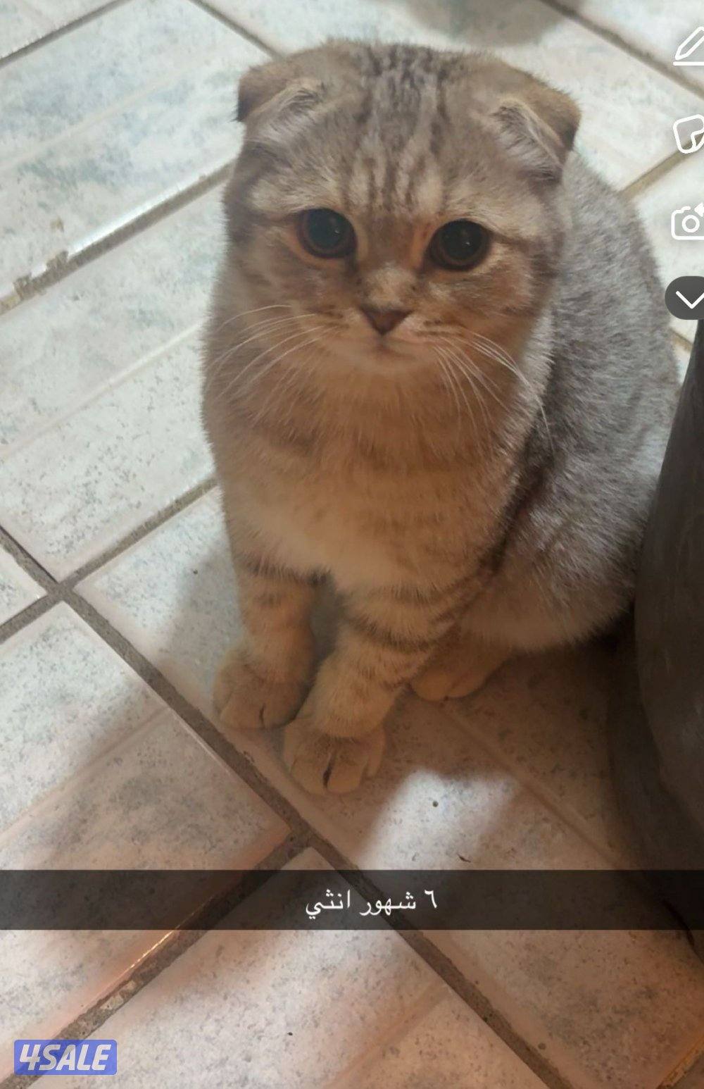 قطط سكوتش فولد للتبني9