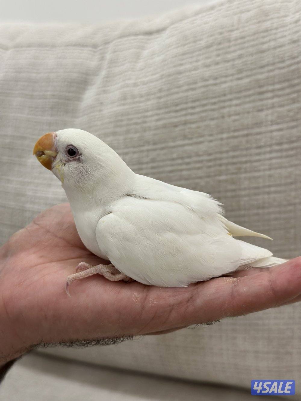 الشهداء الرئيسية2