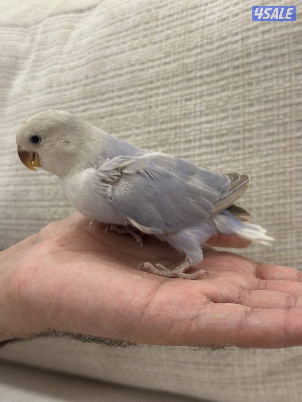 الشهداء الرئيسية3