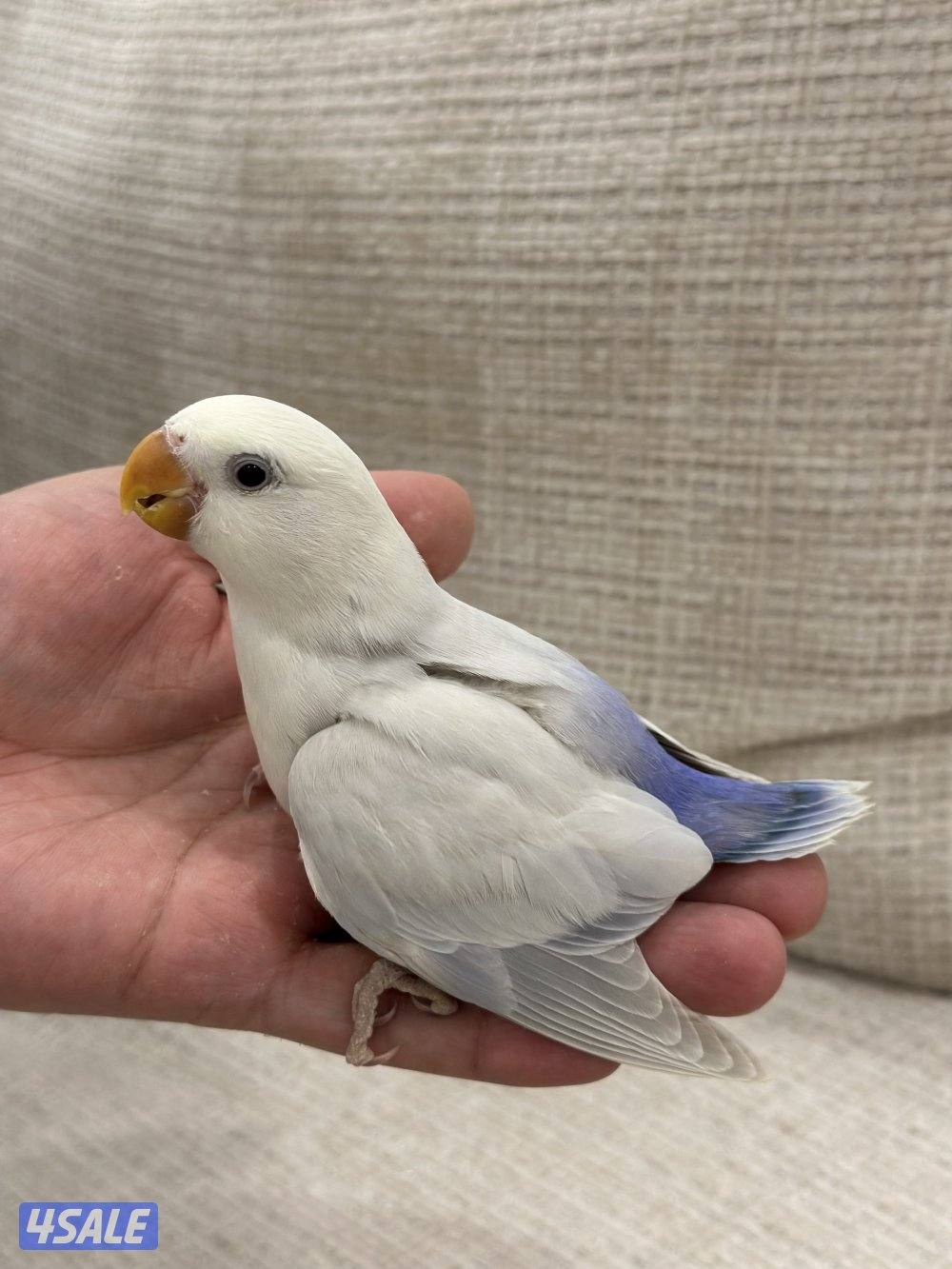 الشهداء الرئيسية4