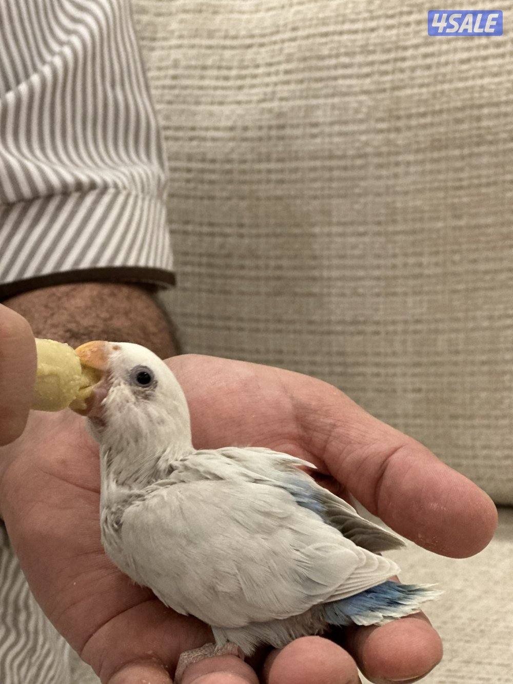 الشهداء الرئيسية5