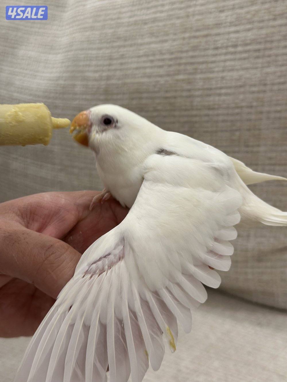 الشهداء الرئيسية6