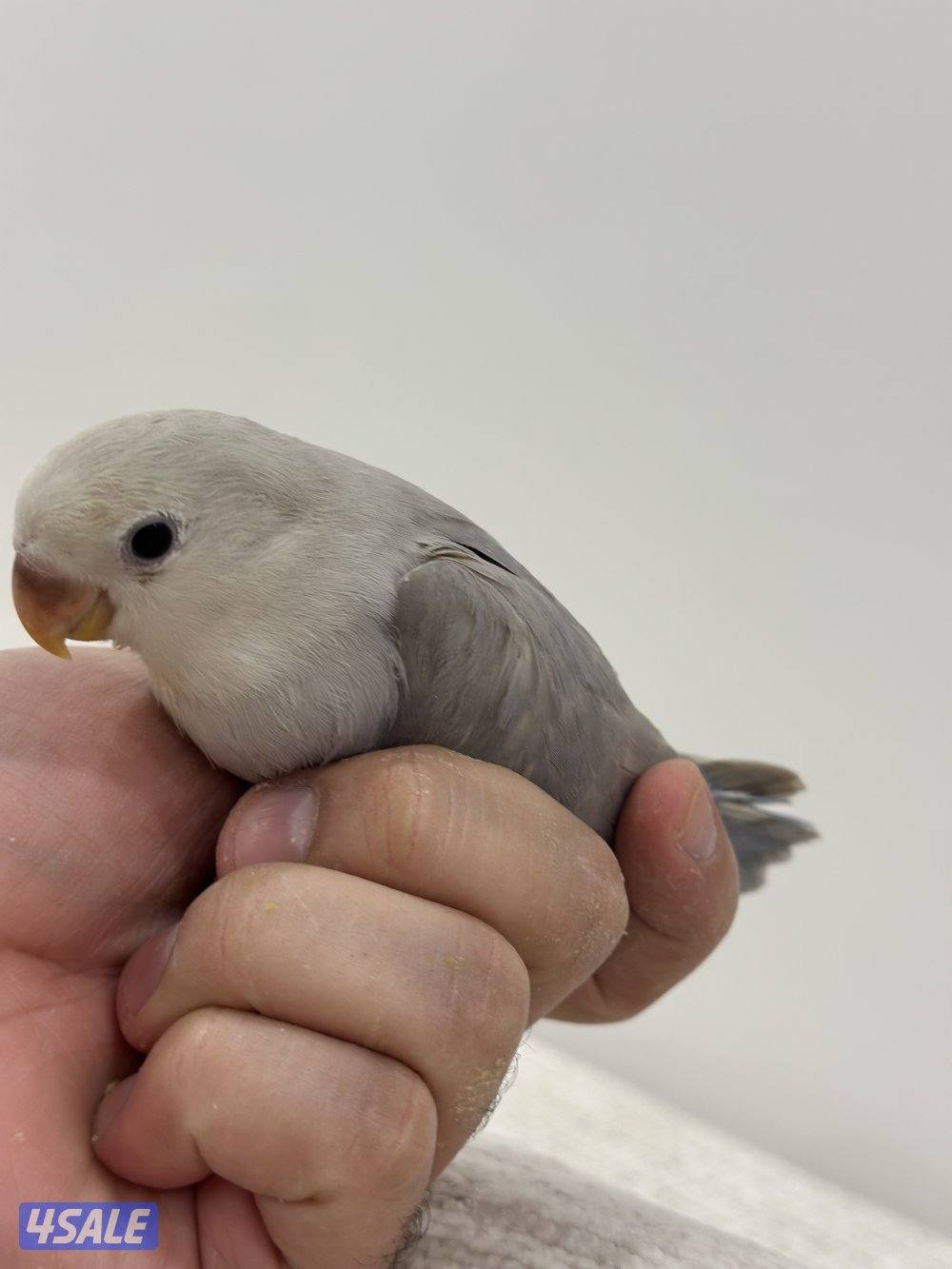 الشهداء الرئيسية8