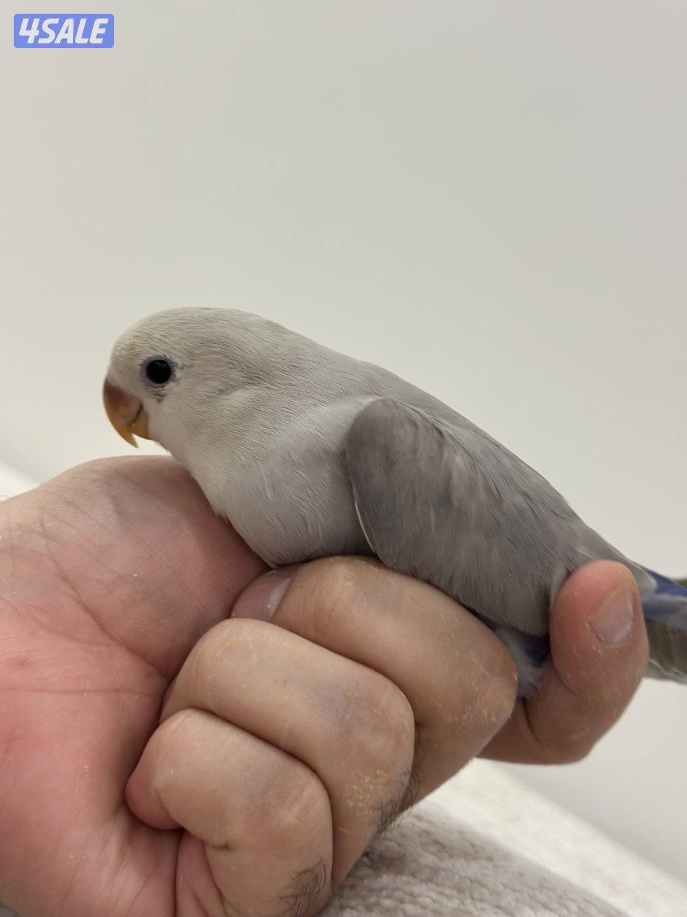 الشهداء الرئيسية9