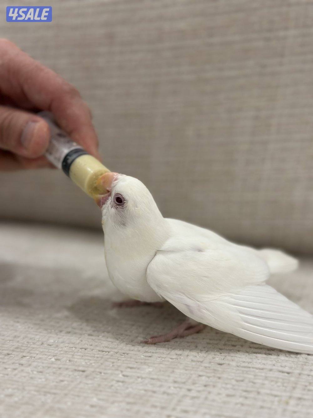 الشهداء الرئيسية10