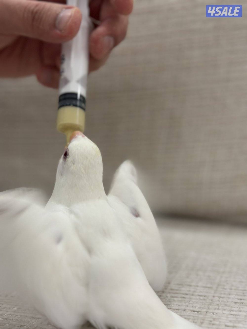 الشهداء الرئيسية11