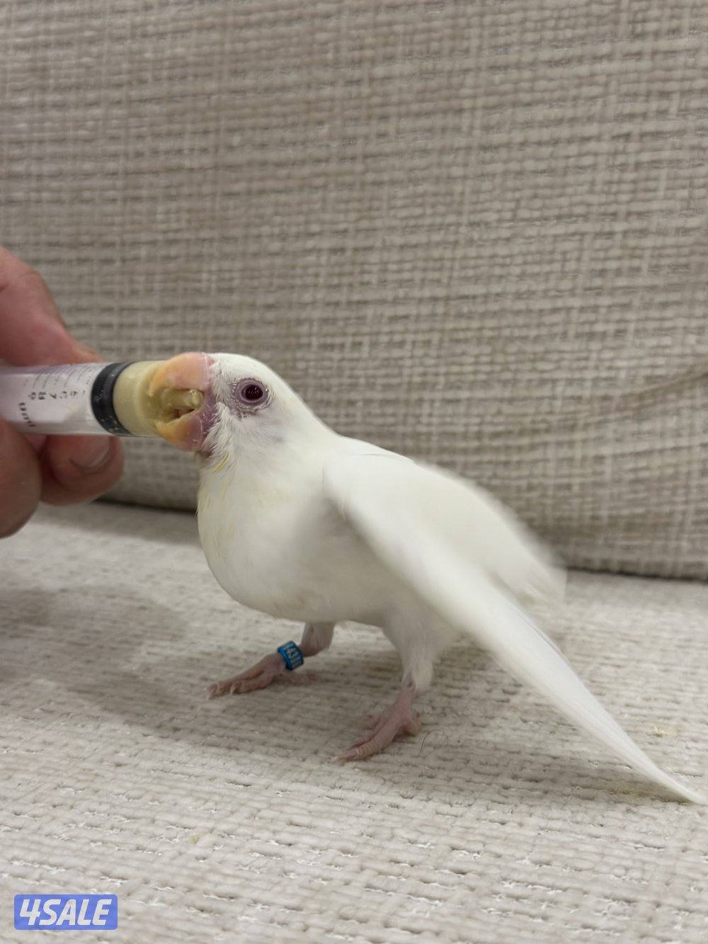 الشهداء الرئيسية12