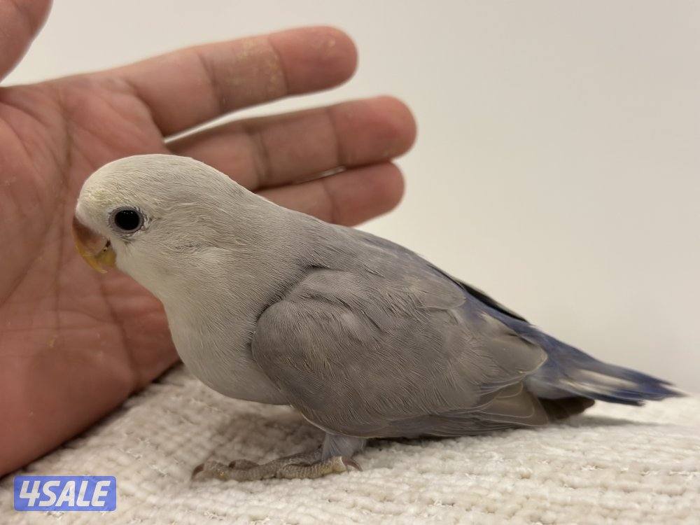 الشهداء الرئيسية13