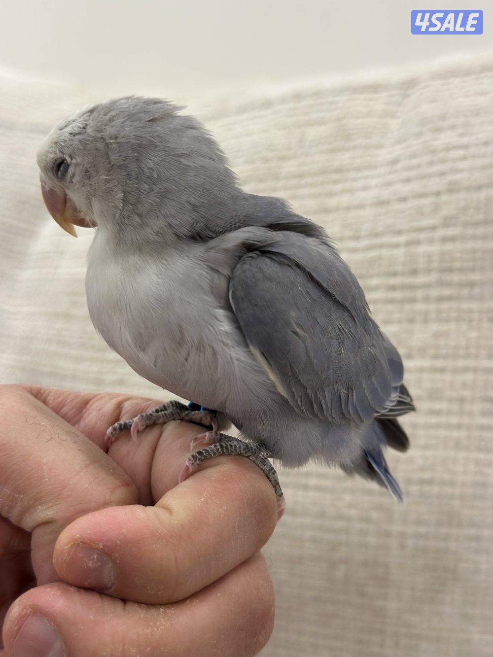 الشهداء الرئيسية14