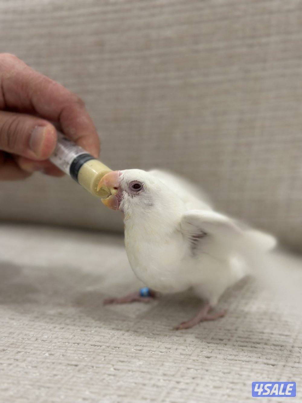 الشهداء الرئيسية15