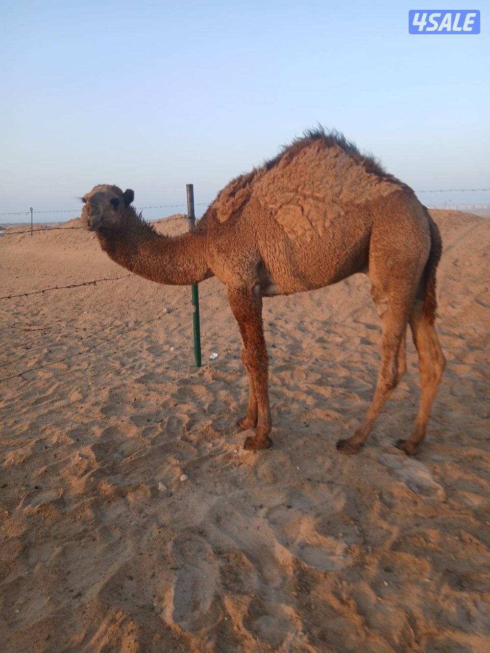 للبيع قعود العمر سنه شرط سلم وصحاه0