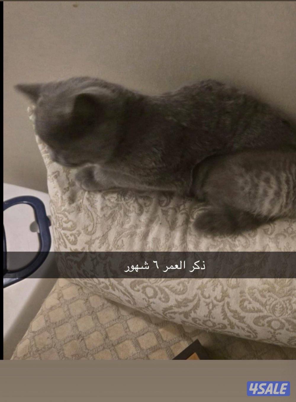 قطط سكوتش فولد للتبني11