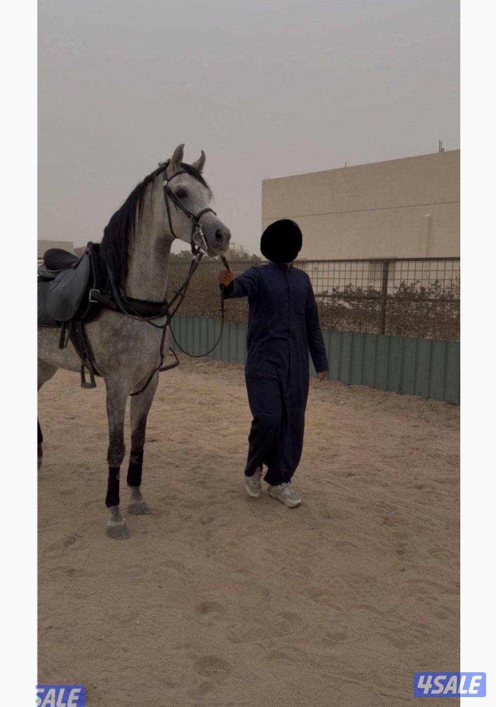 حصان مصري بيور0