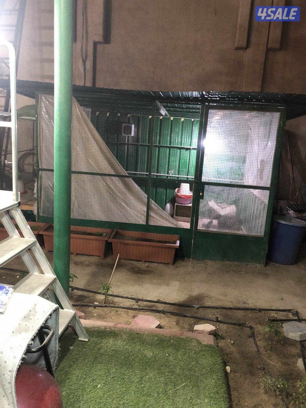 للبيع قفص ٣ متر فيه تمديدات كهرباء للاضاءه مع شفاطات  مع ديك ودجاجتين0