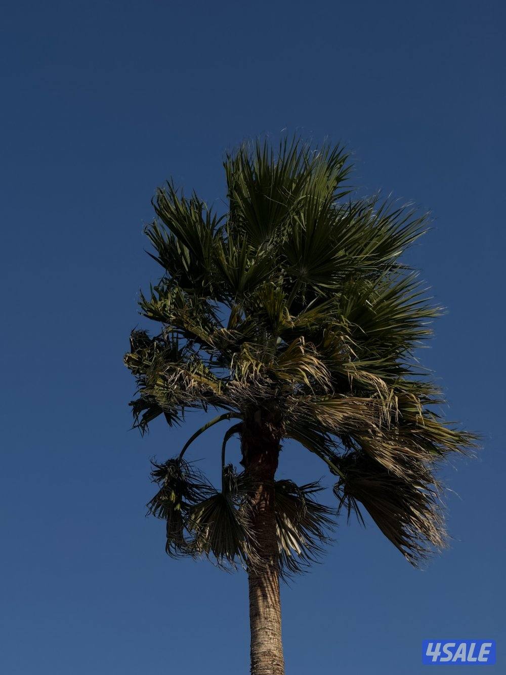 موظفة مبيعات0