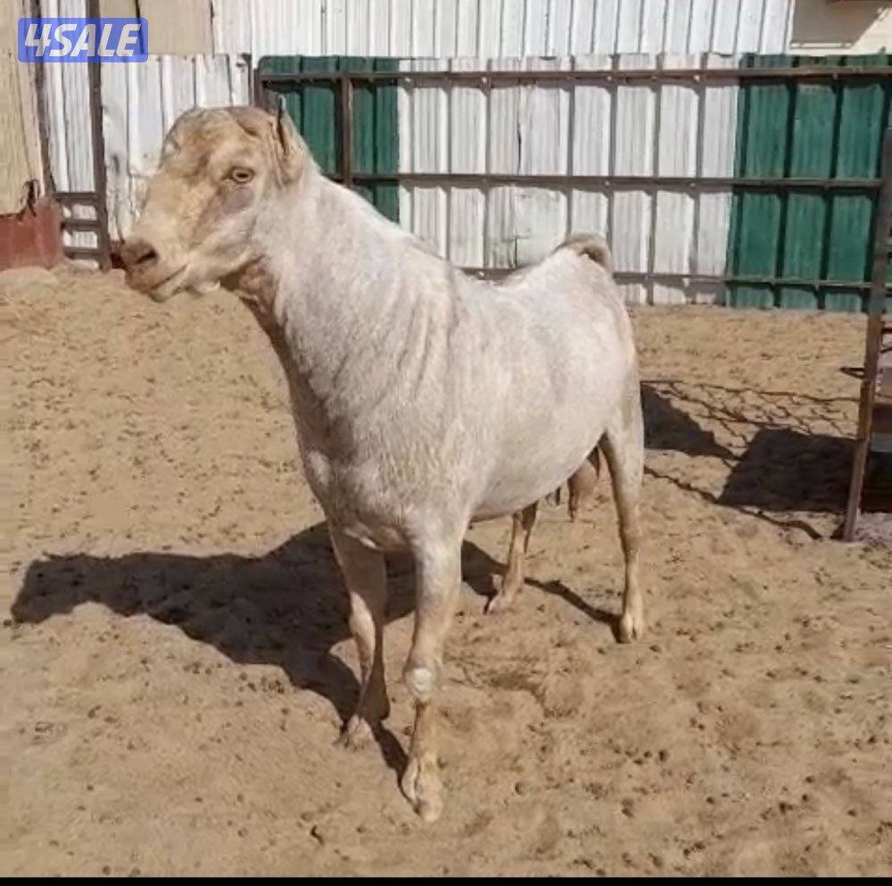 للبيع تيسين بربريات0