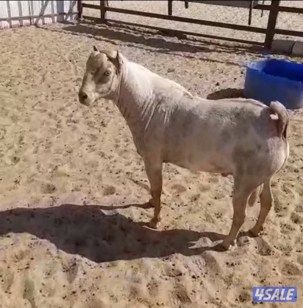 للبيع تيسين بربريات1