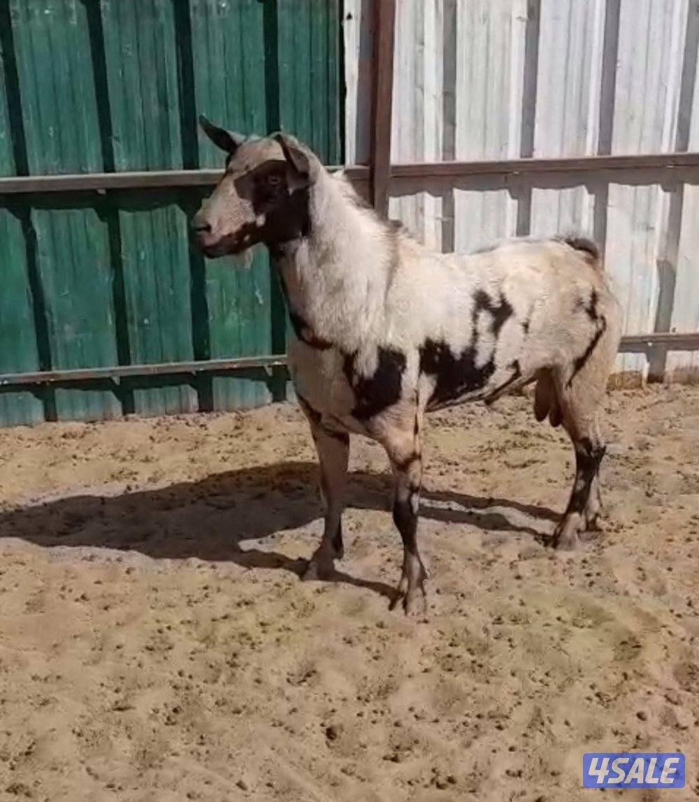 للبيع تيسين بربريات5