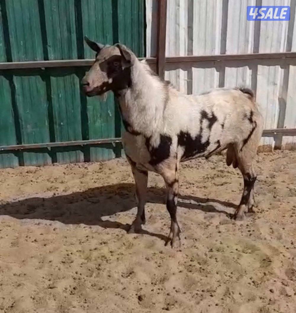 للبيع تيسين بربريات6