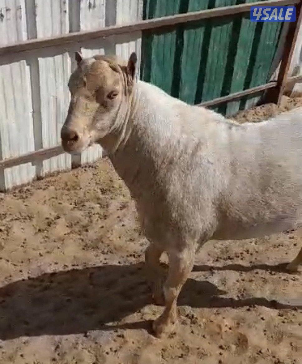 للبيع تيسين بربريات2