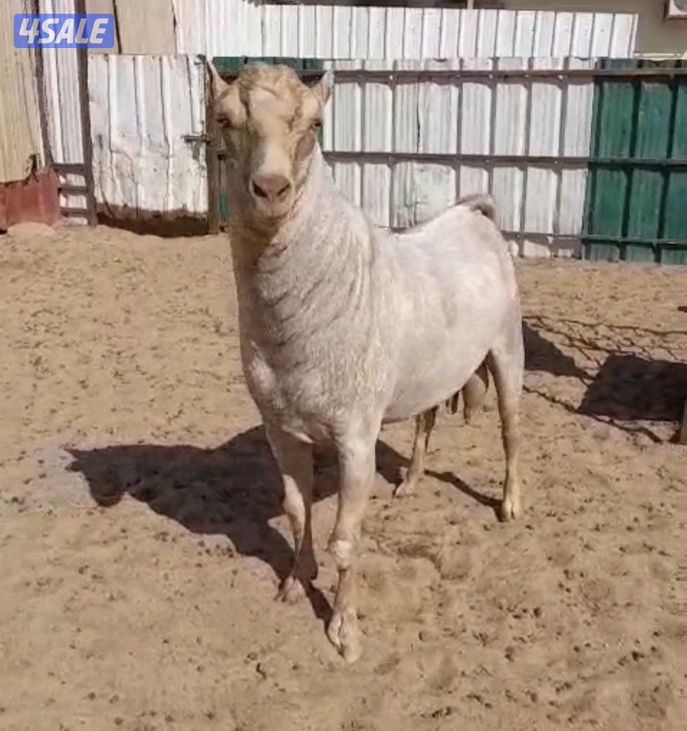 للبيع تيسين بربريات3