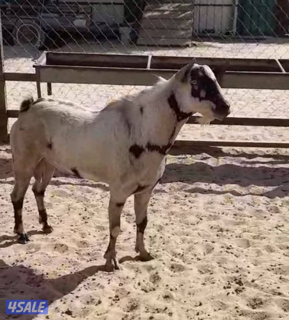 للبيع تيسين بربريات7