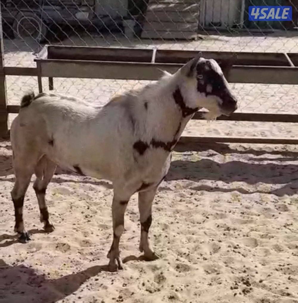 للبيع تيسين بربريات8