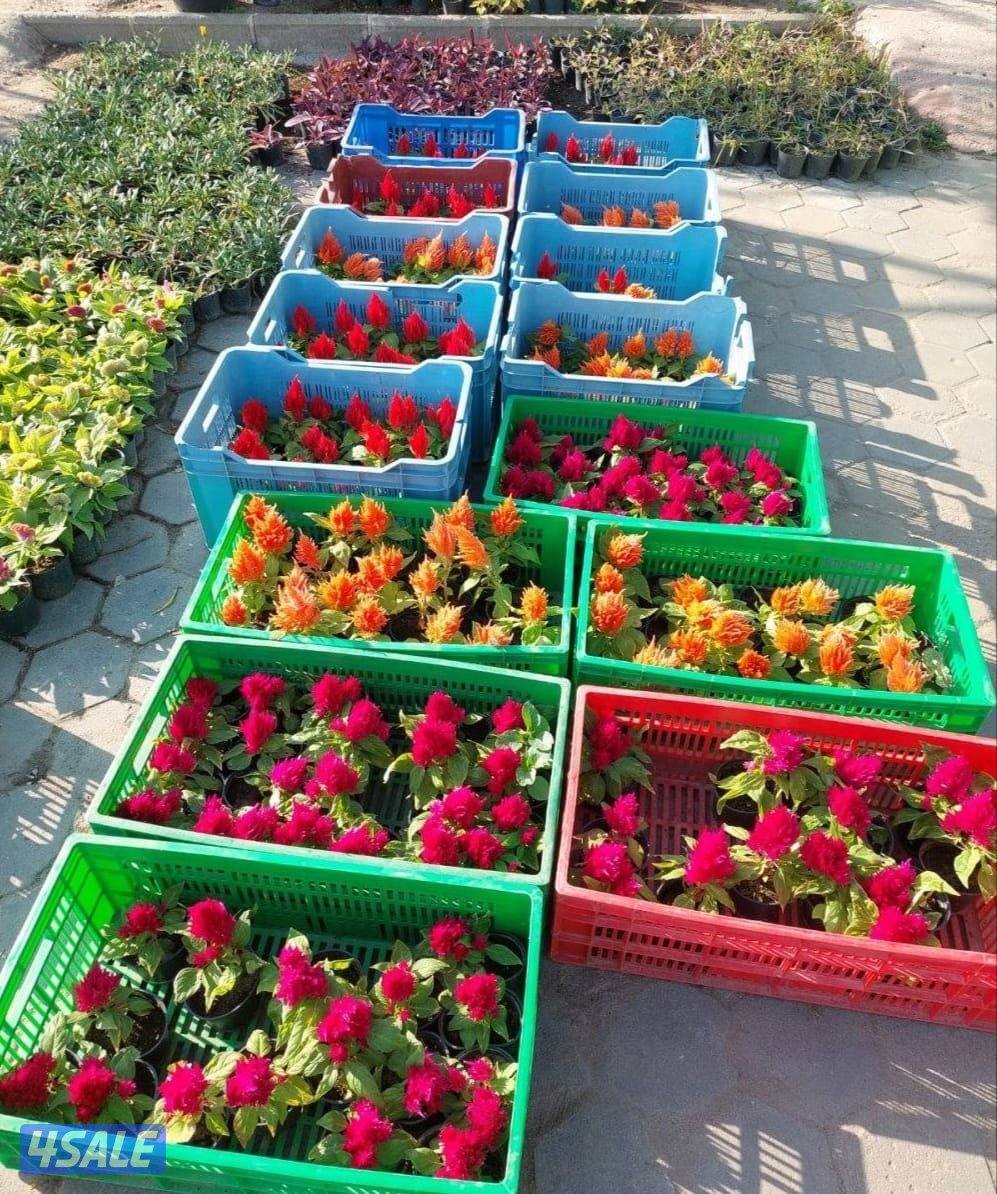 اقل سعر بالكويت +خصم على المسحات الكبيره فوق ال 150متر5