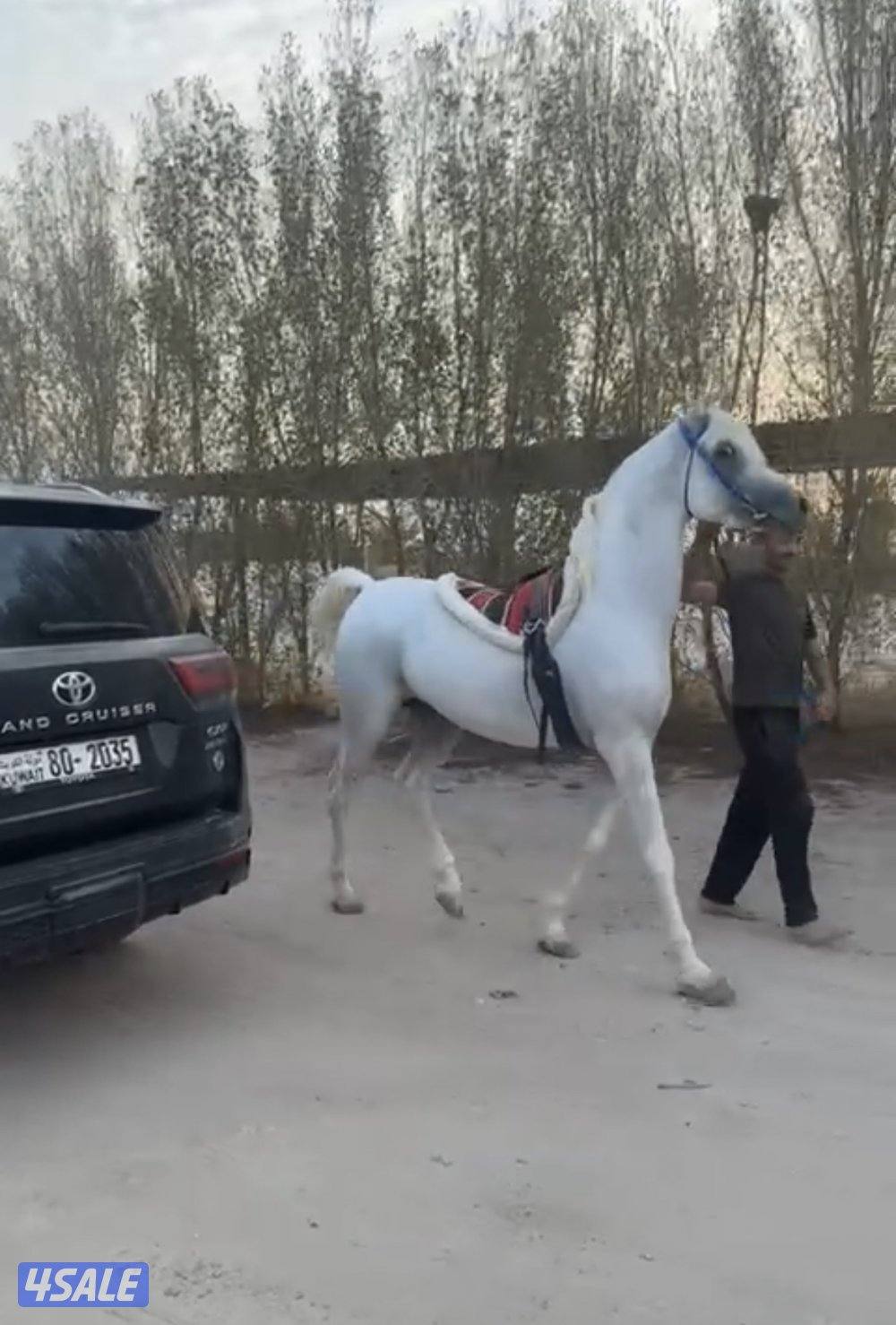 لهيب مصري بيورر 🔥 جايب المركز الثاني 🥈على الوفره0