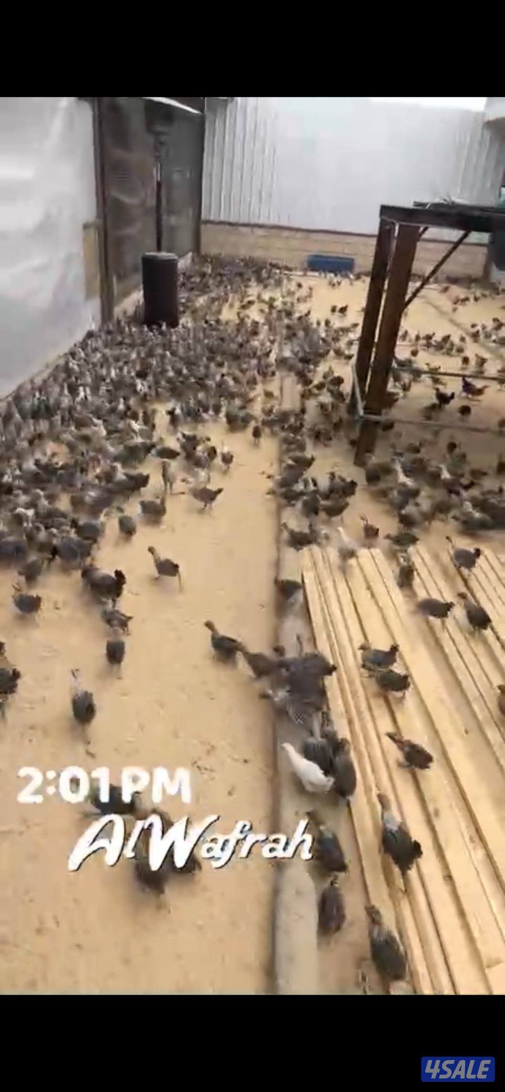 فروخ فيومي العمر شهرين الى شهرين ونص مطعمين وبصحه ممتازه2