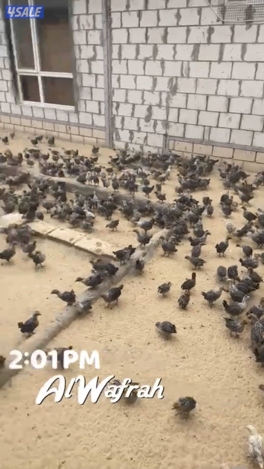 فروخ فيومي العمر شهرين الى شهرين ونص مطعمين وبصحه ممتازه3