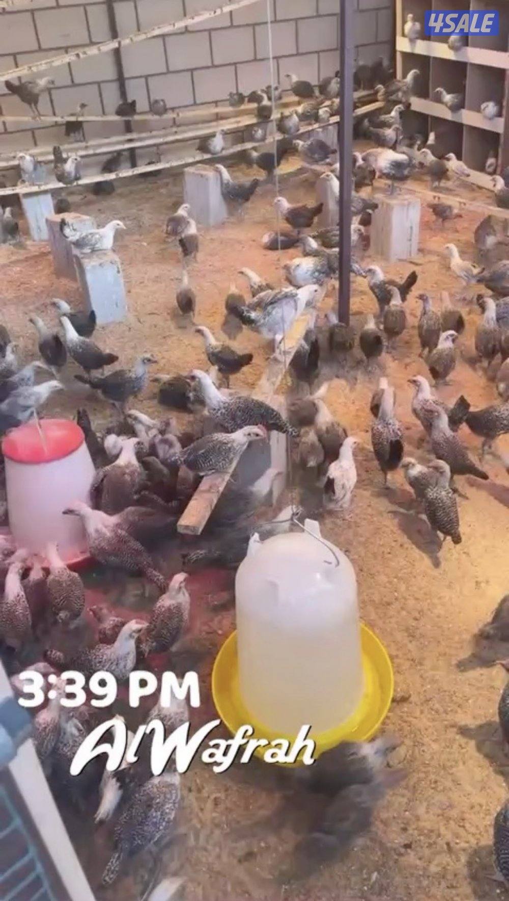 فروخ فيومي العمر شهرين الى شهرين ونص مطعمين وبصحه ممتازه4