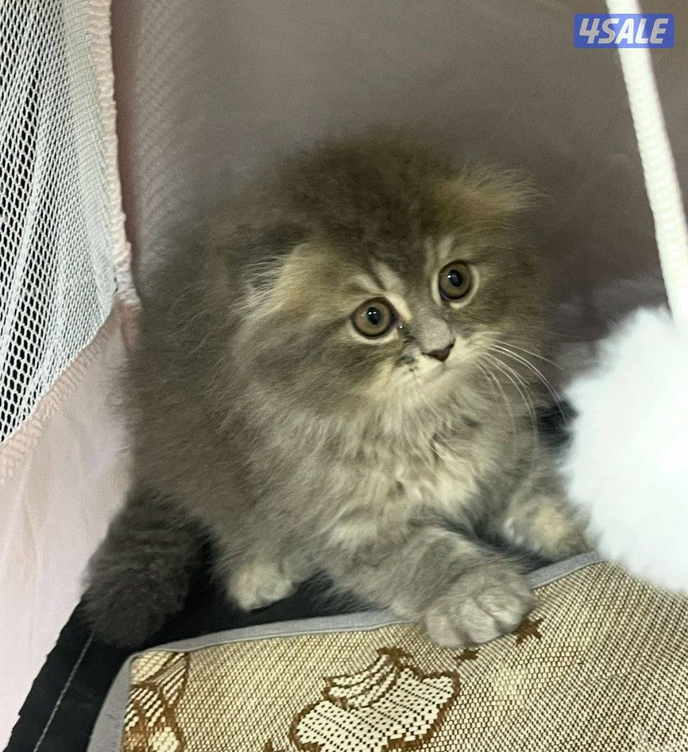 للبيع قطاوه بريتش و شيرازي هاملي العمر شهرين في نثية و ذكر صحتهم زينه0