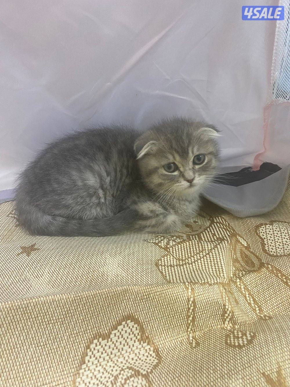 للبيع قطاوه بريتش و شيرازي هاملي العمر شهرين في نثية و ذكر صحتهم زينه1